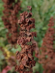 Rumex crispus
