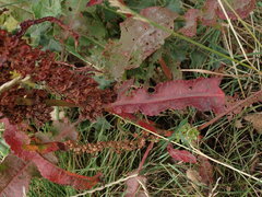 Rumex crispus