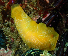 Doriopsilla areolata