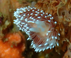 Antiopella capensis