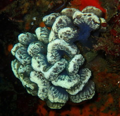 Sycozoa arborescens