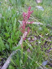 Rumex paucifolius