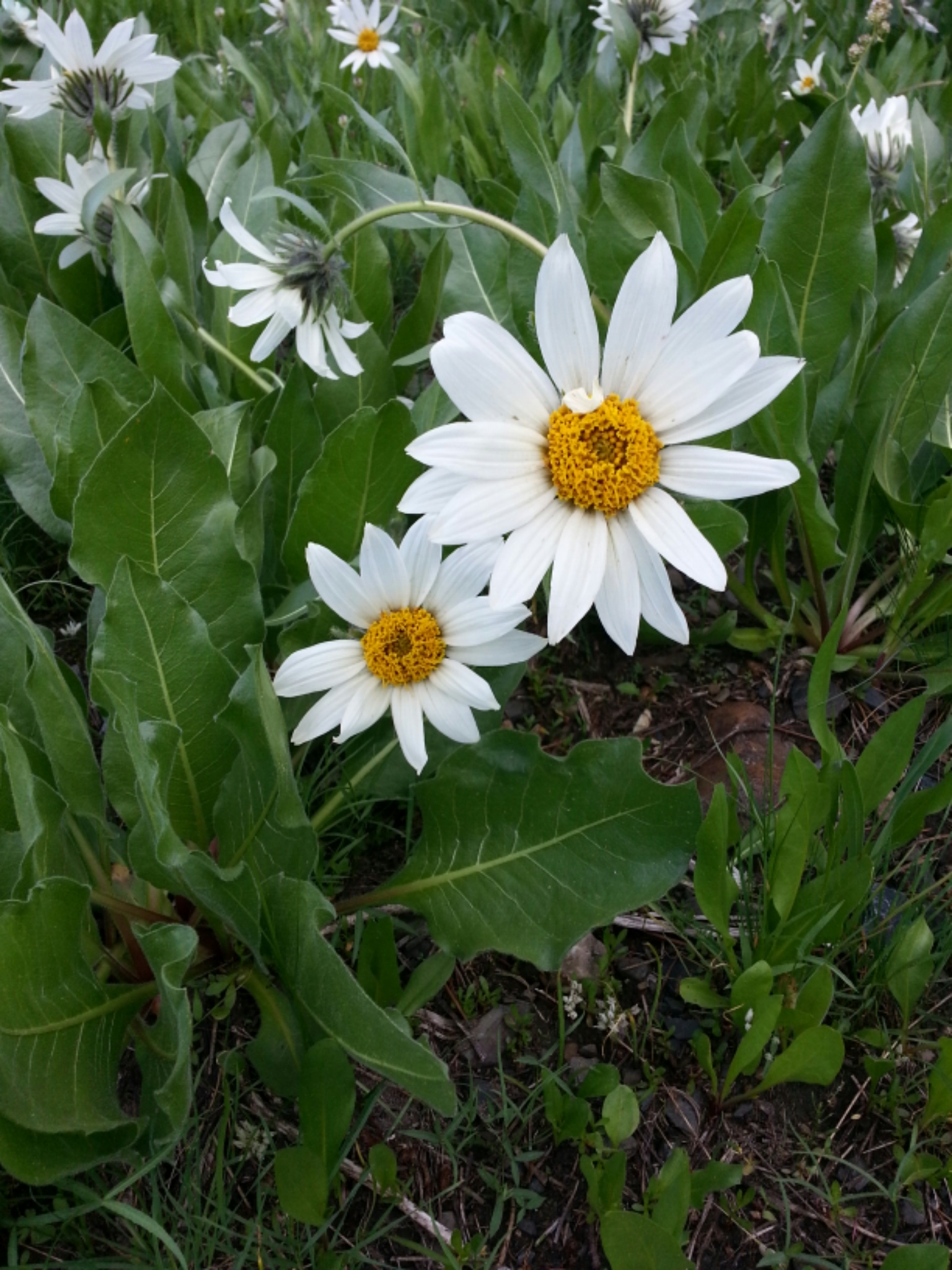 Wyethia helianthoides