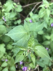 Solanum dulcamara