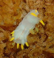 Polycera