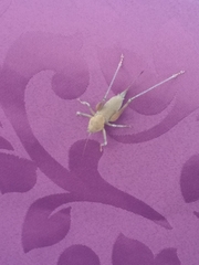 Thyreonotus bidens