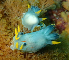 Polycera