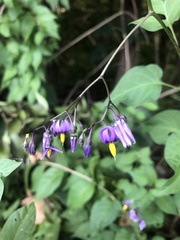 Solanum dulcamara