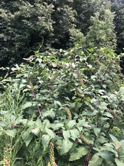 Phytolacca americana