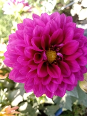 Dahlia