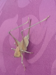 Thyreonotus bidens