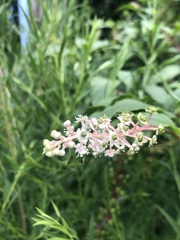 Phytolacca americana