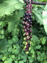 Phytolacca americana