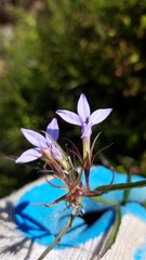 Palmerella debilis serrata