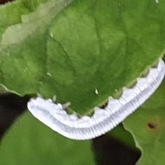 Monostegia abdominalis