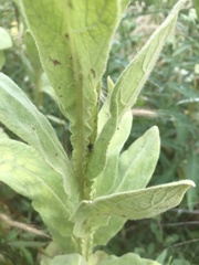 Verbascum thapsus
