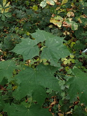 Acer platanoides