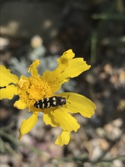Acmaeodera alicia