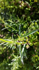 Palmerella debilis serrata