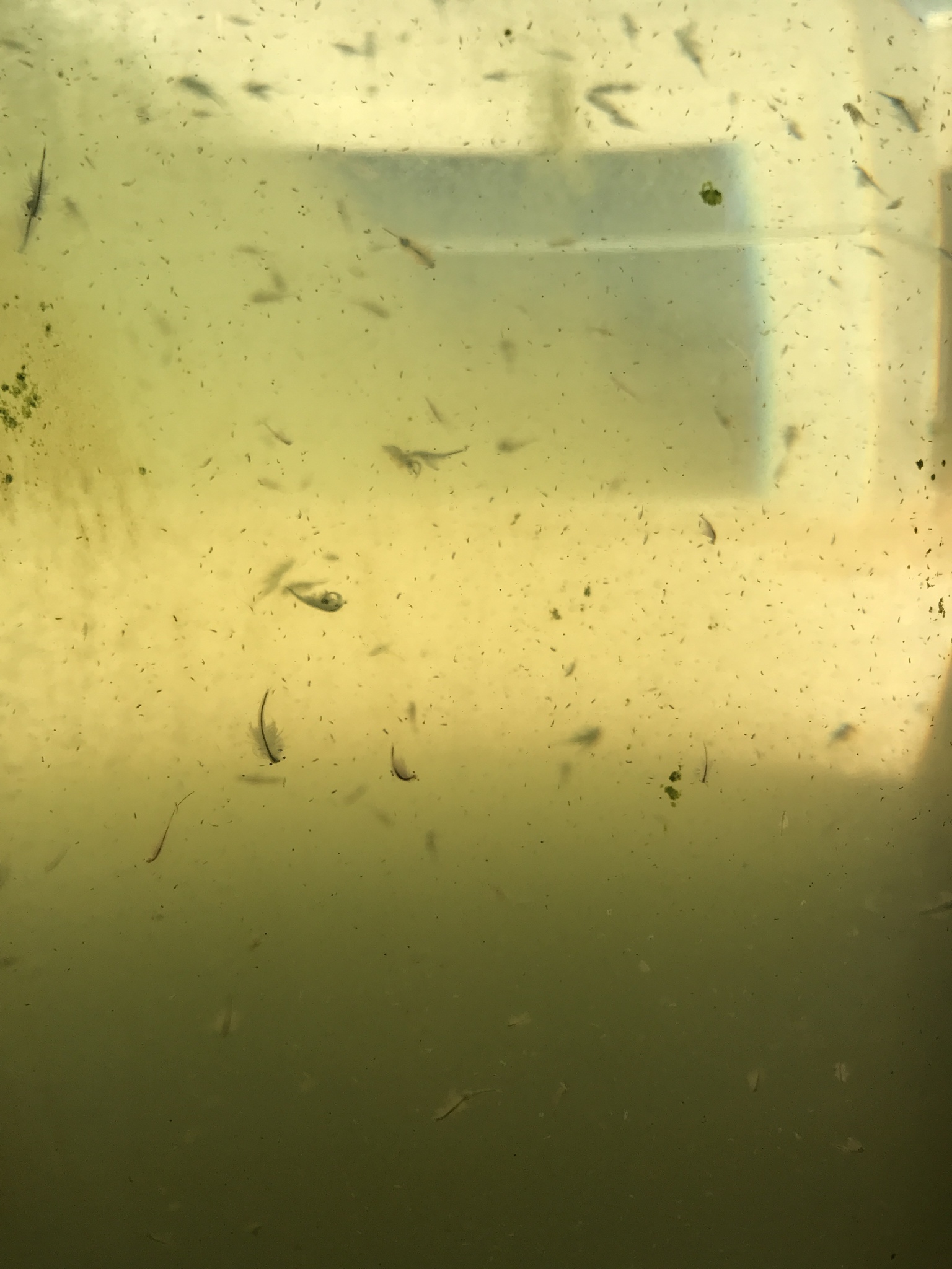 Artemia monica Verrill, 1869