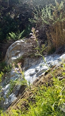 Palmerella debilis serrata