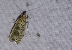 Tyspanodes linealis