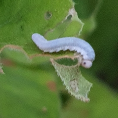 Monostegia abdominalis