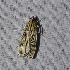 Tyspanodes linealis