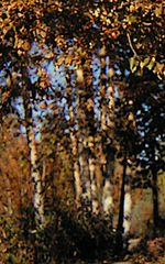 Betula neoalaskana