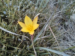 Tulipa sylvestris australis