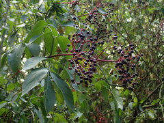 Sambucus nigra