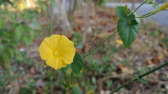 Ipomoea microsepala