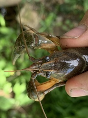 Lacunicambarus thomai