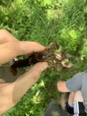 Lacunicambarus thomai