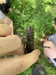 Lacunicambarus thomai