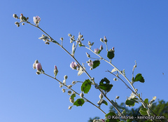 Malacothamnus niveus