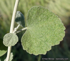 Malacothamnus niveus