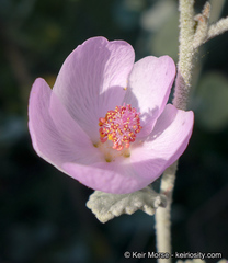 Malacothamnus niveus