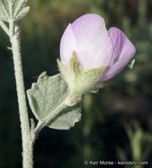 Malacothamnus niveus