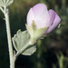 Fragrant-snow Bushmallow - Photo (c) Keir Morse, some rights reserved (CC BY-NC-ND), uploaded by Keir Morse