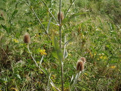 Dipsacus fullonum