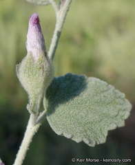 Malacothamnus niveus