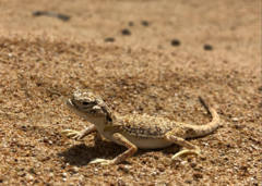 Phrynocephalus arabicus