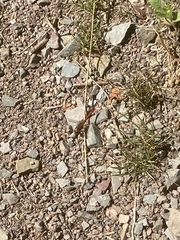 Sympetrum sanguineum