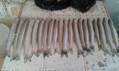 Odontesthes bonariensis