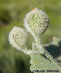 Malacothamnus niveus