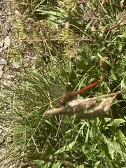 Sympetrum sanguineum