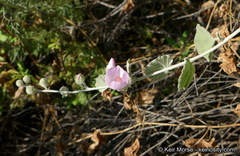 Malacothamnus niveus