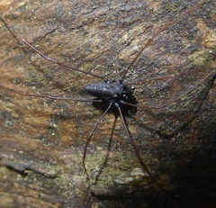 Platybunus