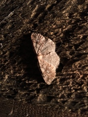 Homochlodes disconventa